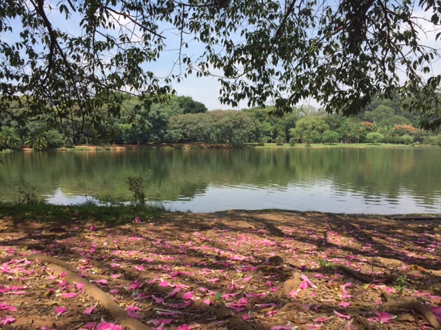 parque ibirapuera arvores