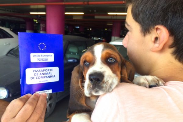 viajar de avião com um cão