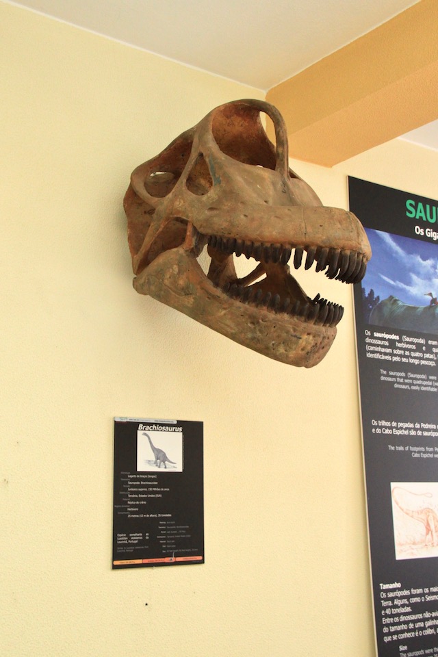 museu lourinha cabeca dinossauro