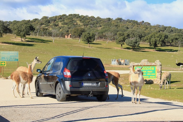 safari carro madrid em familia