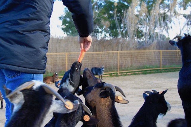 safari madrid em familia animais