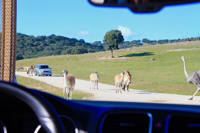 safari madrid em familia