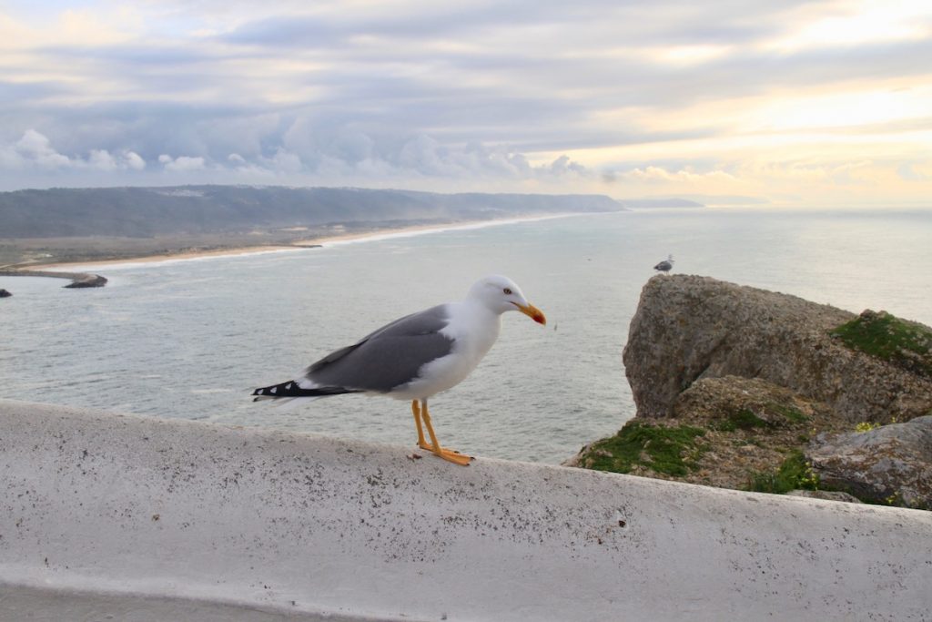 ascensor na nazare gaivota